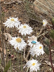 Leucochrysum albicans