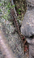 Cnemaspis mysoriensis