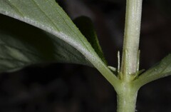 Bouvardia ternifolia