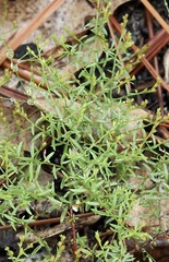 Lechea sessiliflora