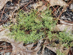 Lechea sessiliflora