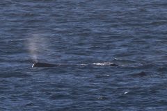 Physeter macrocephalus