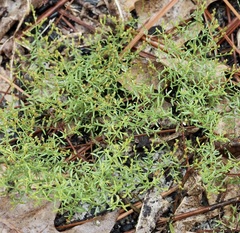 Lechea sessiliflora