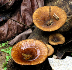 Microporus xanthopus