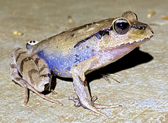 Platyplectrum fletcheri