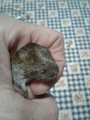 Microtus lusitanicus