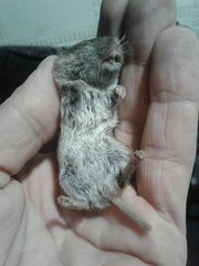 Microtus lusitanicus