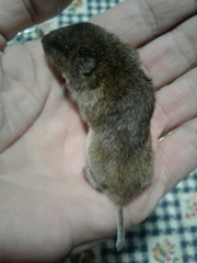 Microtus lusitanicus