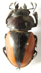 Odontolabis cuvera cuvera