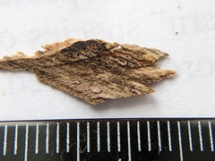 Propolis farinosa