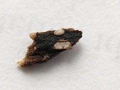 Propolis farinosa