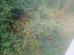 Salpianthus purpurascens