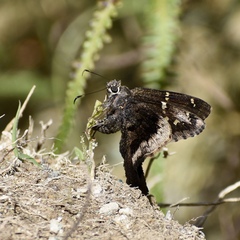 Thorybes dorantes santiago