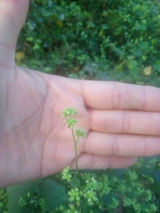 Salpianthus purpurascens