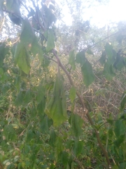 Salpianthus purpurascens