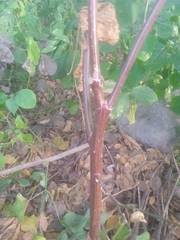 Salpianthus purpurascens