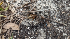 Neoscapteriscus vicinus