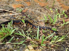 Micrurus steindachneri