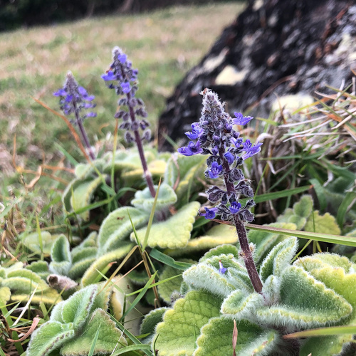 Coleus cremnus (B.J.Conn) A.J.Paton