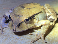 Platyplectrum fletcheri