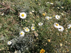 Aphanostephus ramosissimus