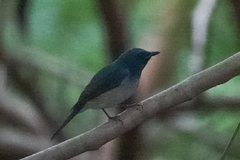Cyornis hainanus