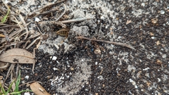 Neoscapteriscus vicinus