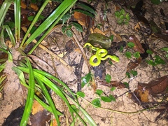 Trimeresurus macrops