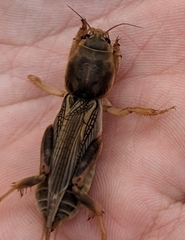 Neoscapteriscus vicinus