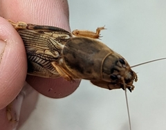 Neoscapteriscus vicinus