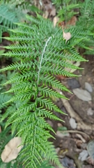 Pityrogramma calomelanos