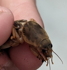 Neoscapteriscus vicinus