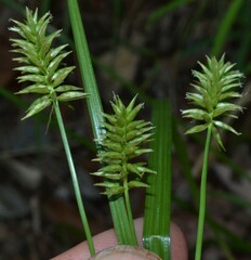 Cyperus pallidicolor