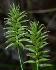 Cyperus pallidicolor