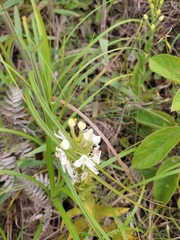 Habenaria monorrhiza