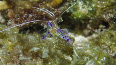 Ancylomenes pedersoni