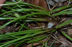 Cyperus pallidicolor