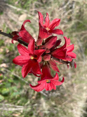 Brachychiton bidwillii