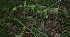 Cyperus pallidicolor