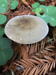 Agaricus deardorffensis