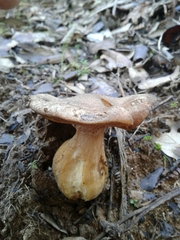 Armillaria gallica