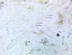 Propolis farinosa