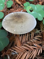 Agaricus deardorffensis