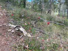 Brachychiton bidwillii