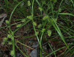 Cyperus pallidicolor