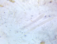 Propolis farinosa