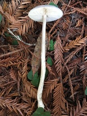Agaricus deardorffensis
