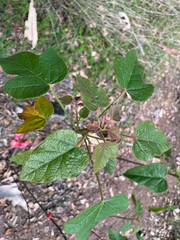 Brachychiton bidwillii