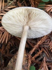 Agaricus deardorffensis