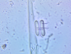 Propolis farinosa
